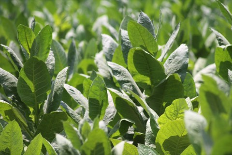Tobacco leaves catching the light, close up