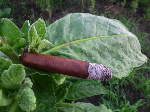 A finished cigar resting on a fresh tobacco leaf