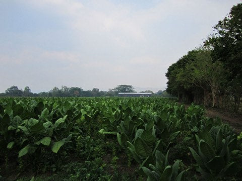 A tobacco field along the edge of the trees