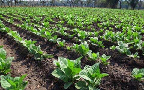 Young tobacco plants in furrowed rows