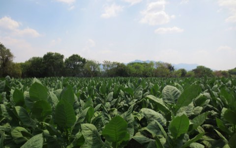 Mature tobacco plants under a blue sky