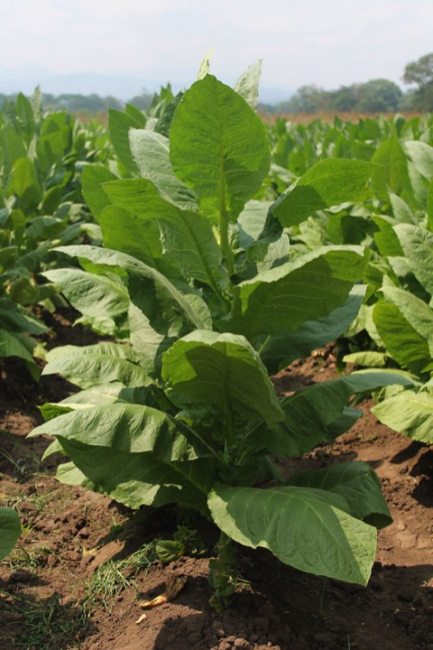 Tobacco leaves at waist height