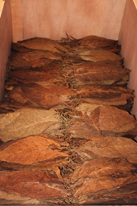 Bundles of cured leaf ready for the factory