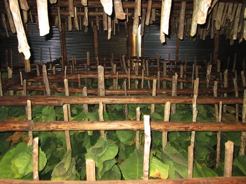 Leaves strung on poles inside the curing barn