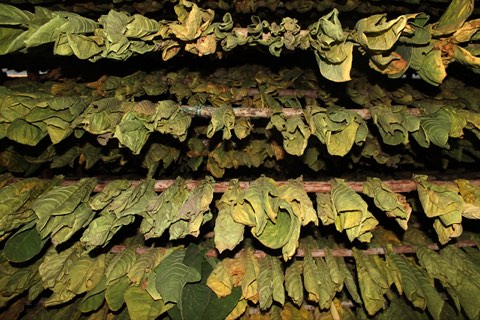 Rows of tobacco hanging to cure