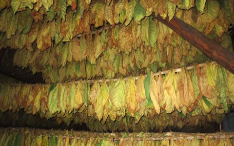 Tiers of tobacco leaves turning gold