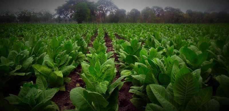 Tobacco growing in long rows on the farm in Jamastrán, Honduras