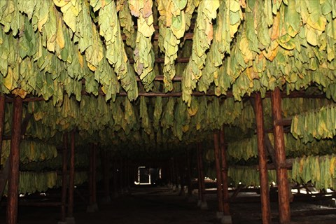The curing barn, its poles heavy with yellowing leaf