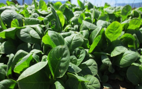 Broad green tobacco leaves in the field