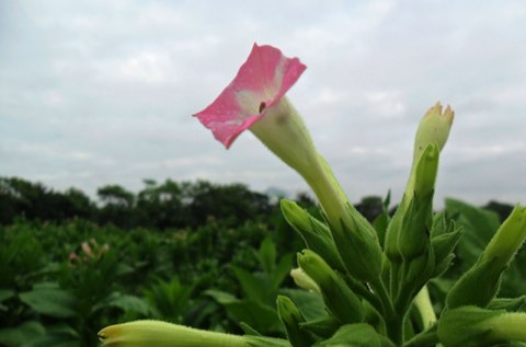 A pink tobacco flower rising above the field