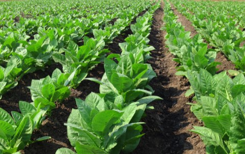 Tobacco rows seen from close to the ground