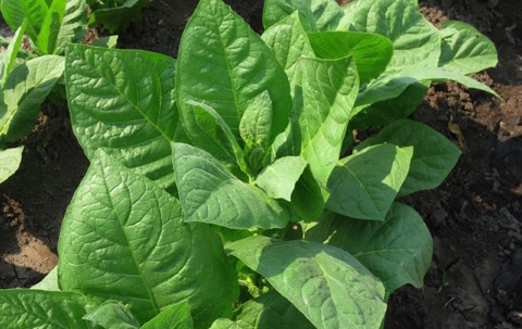A tobacco plant's wide leaves over dark soil