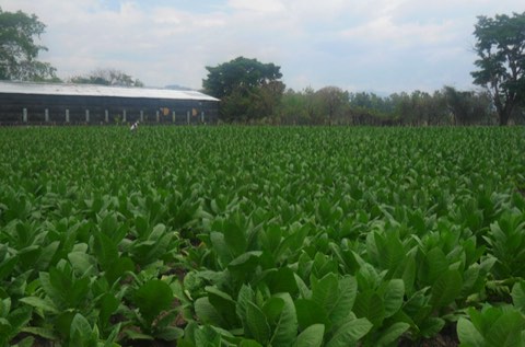 A field of tobacco in front of the curing barns