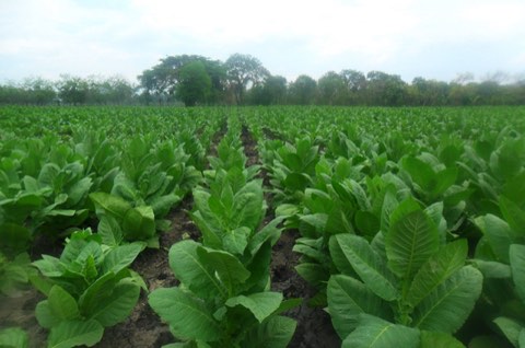 Tobacco rows running toward the tree line