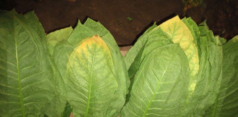 Freshly picked green tobacco leaves stacked for curing