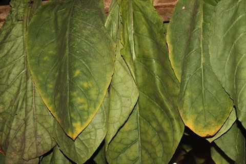 Tobacco leaves beginning to turn from green to gold