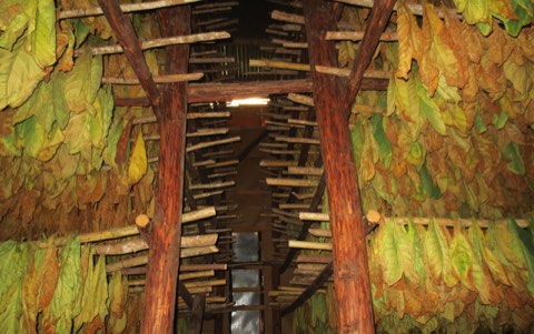 Curing leaf beneath the barn's timber frame