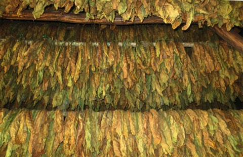 Cured leaf hanging in long rows