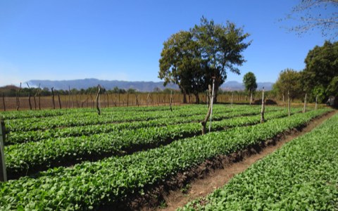 Rows of young tobacco on the farm in Jamastrán