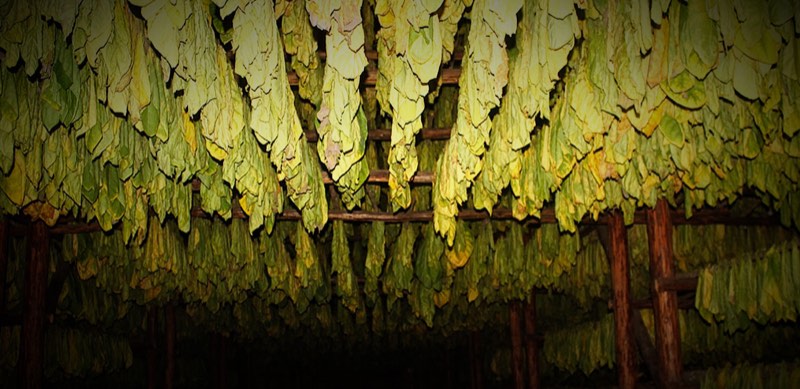 Tobacco leaves hanging from the rafters of the curing barn