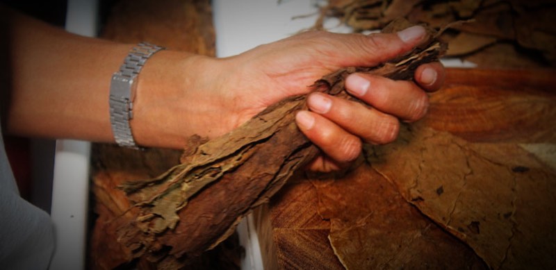 A roller's hands holding cured wrapper leaf